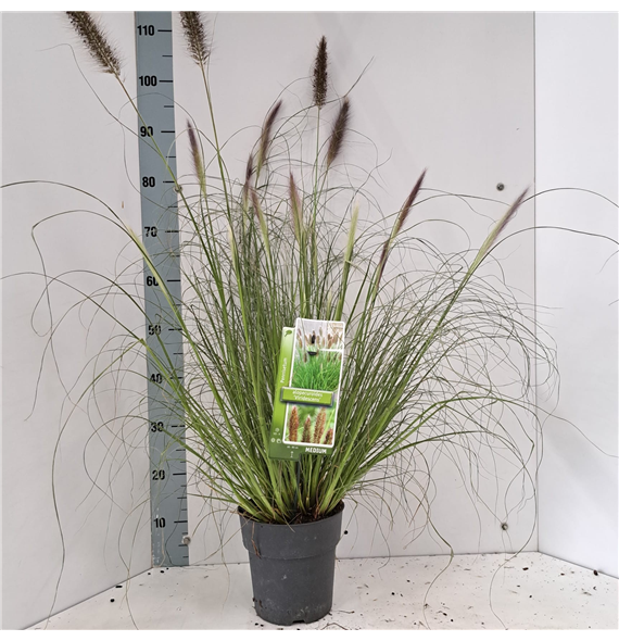 Pennisetum alopecuroides 'Viridescens' F00010213
