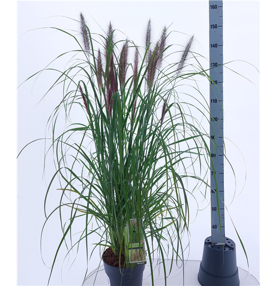 Pennisetum alopecuroides 'Red Head' F00010212