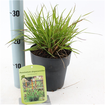 Pennisetum alopecuroides 'Viridescens' F00010214