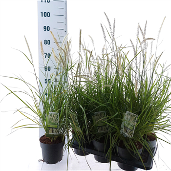 Pennisetum orientale 'Fairy Tails' F00010219