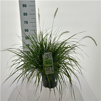 Pennisetum orientale 'Fairy Tails' F00010215