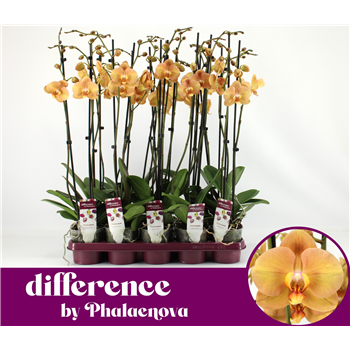 Orhideja Phalaenopsis 'Karina' F00000246