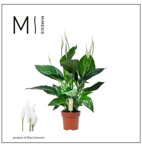 Spatifil sweet ricardo 5+ - without sleeve 60cm 13cm Q4369