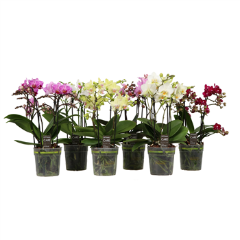 Orhideja Phalaenopsis Multiflora 'Flora' F00002869