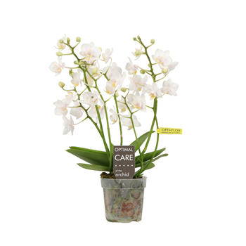 Orhideja Phalaenopsis Multiflora 'Willd' F00002914