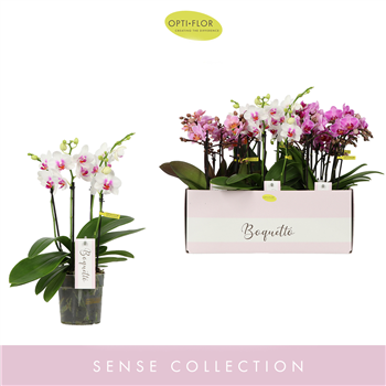 Orhideja Phalaenopsis Multiflora Boquetto 'Pinko' mix F00002882