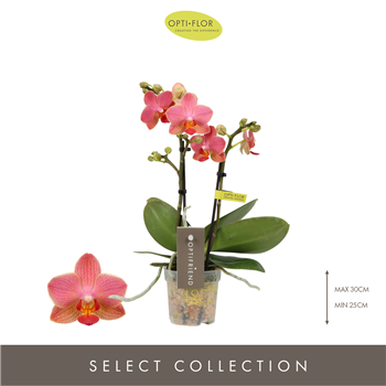 Orhideja Phalaenopsis Multiflora Optifriend Oranje F00002593