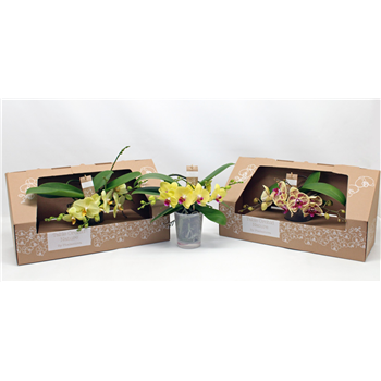 Orhideja Phalaenopsis Table Orchid F00000056