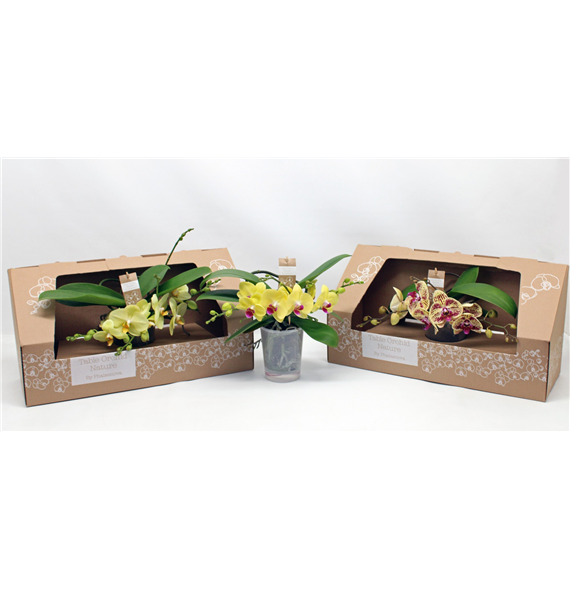 Orhideja Phalaenopsis Table Orchid F00000056