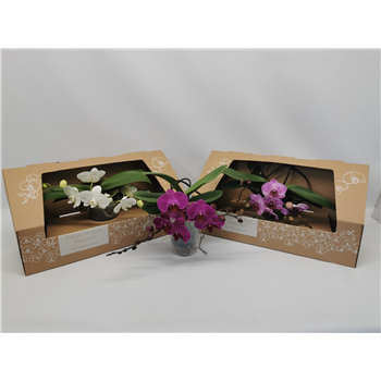 Orhideja Phalaenopsis Table Orchid F00000062