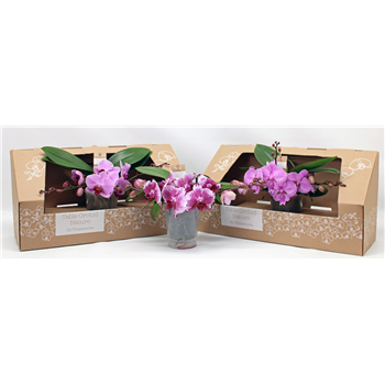Orhideja Phalaenopsis Table Orchid F00000071