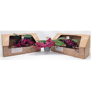 Orhideja Phalaenopsis Table Orchid F00000070