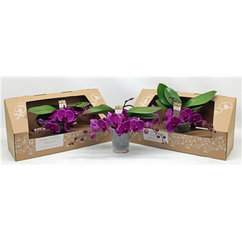Orhideja Phalaenopsis Table Orchid F00000086