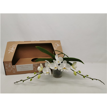 Orhideja Phalaenopsis Table Orchid F00000072