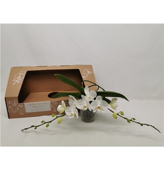 Orhideja Phalaenopsis Table Orchid F00000072