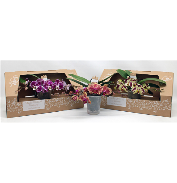 Orhideja Phalaenopsis Table Orchid mix special F00000084