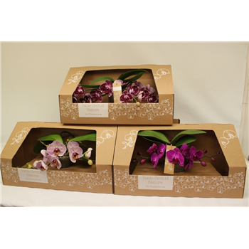 Orhideja Phalaenopsis Table Orchid mix F00000061
