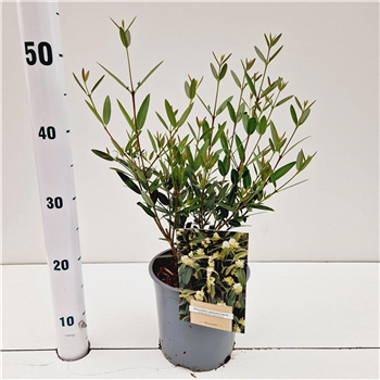 Phillyrea angustifolia F00010217