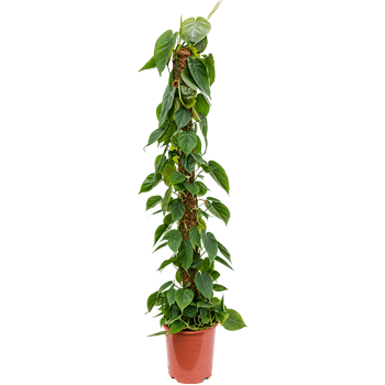 Philodendron scandens 4PHSCMK15