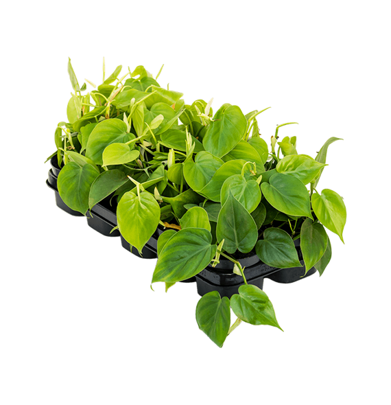Philodendron scandens 10/tray 4PHSCHA07