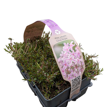 Phlox subulata 'Candy Stripes' F00009483