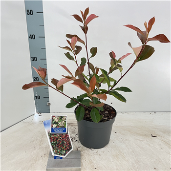 Fotinija fraseri 'Red Robin' F00010221