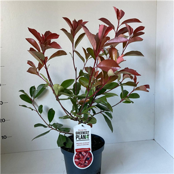 Fotinija fraseri 'Red Robin' F00010218