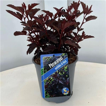 Physocarpus opulifolius 'All Black' F00010222