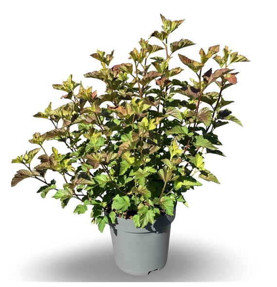 Physocarpus opulifolius 'Amber Jubilee' F00010539