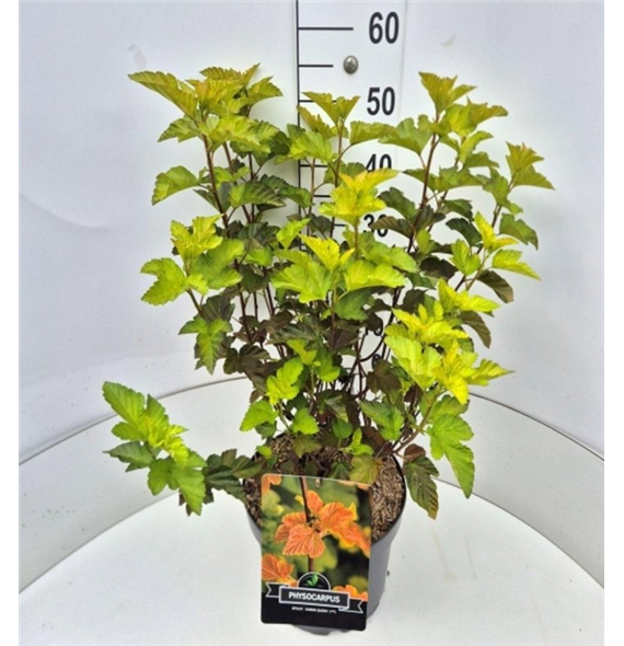 Physocarpus opulifolius 'Amber Jubilee' F00010572
