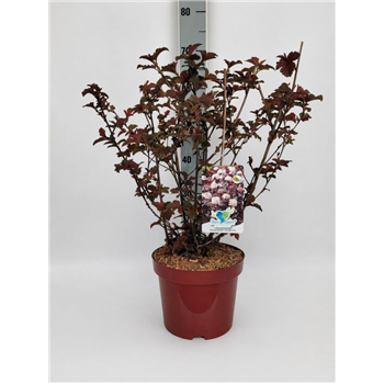 Physocarpus opulifolius 'Lady In Red' F00010689