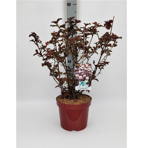 Physocarpus opulifolius 'Lady In Red' F00010689