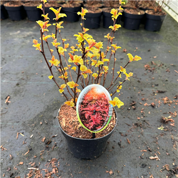 Physocarpus opulifolius 'Little Angel' F00010223