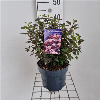Physocarpus opulifolius 'Little Joker' F00010224