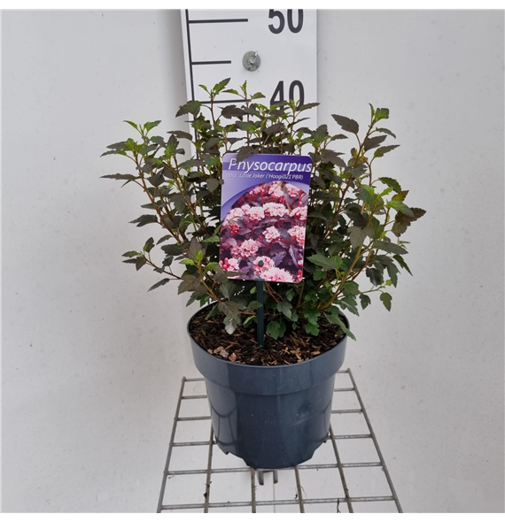 Physocarpus opulifolius 'Little Joker' F00010224