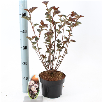 Physocarpus opulifolius 'Red Baron' F00010225