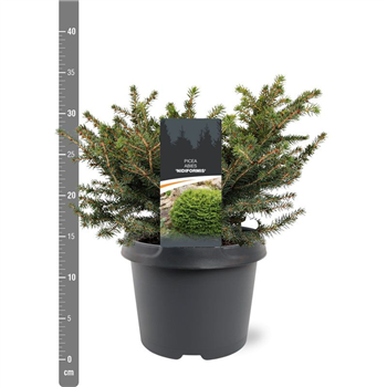 Picea abies 'Nidiformis' F00009848