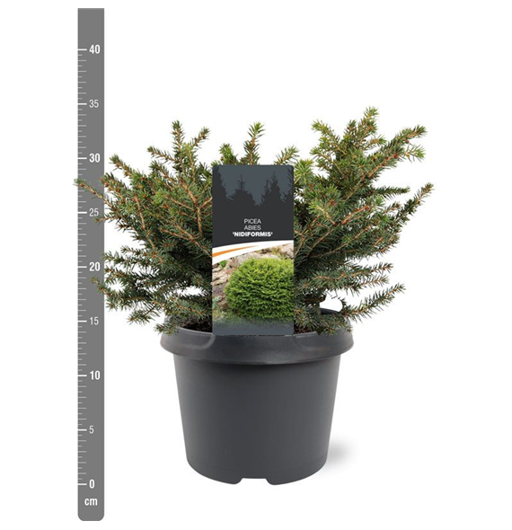 Picea abies 'Nidiformis' F00009848