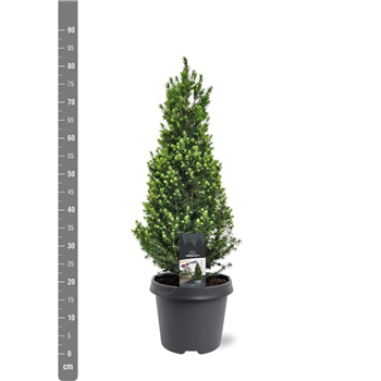 Picea glauca 'Perfecta' F00009849