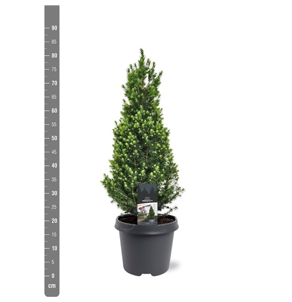 Picea glauca 'Perfecta' F00009849