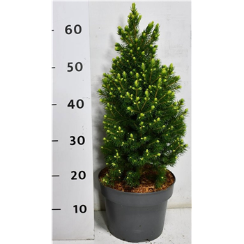 Picea glauca 'Rainbows End' F00009923