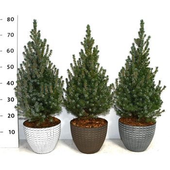 Picea glauca 'Sander's Blue' F00009911