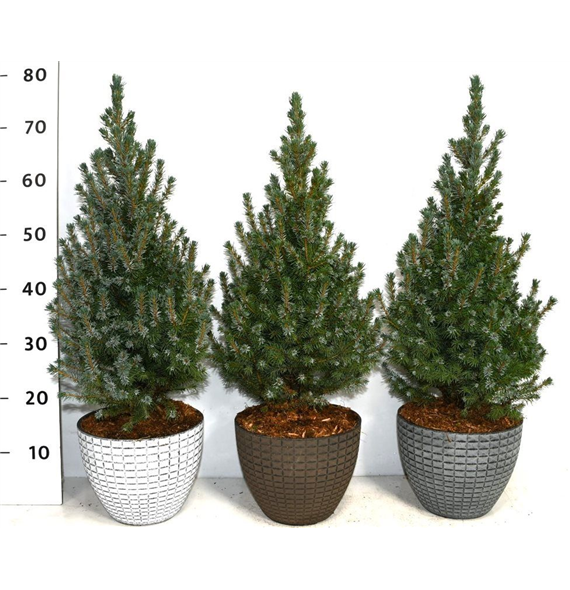 Picea glauca 'Sander's Blue' F00009911