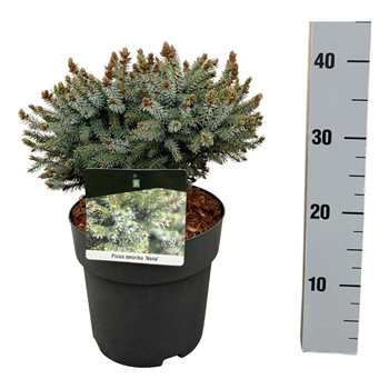 Picea omorika 'Nana' F00009857