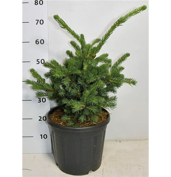 Picea pungens 'Lucky Strike' F00009896