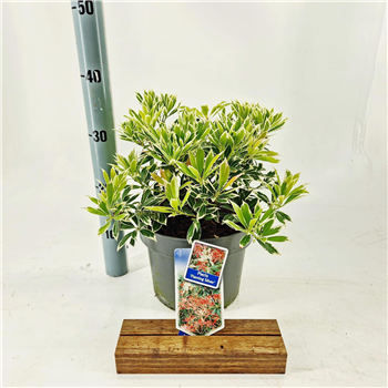 Pieris 'Flaming Silver' F00010230