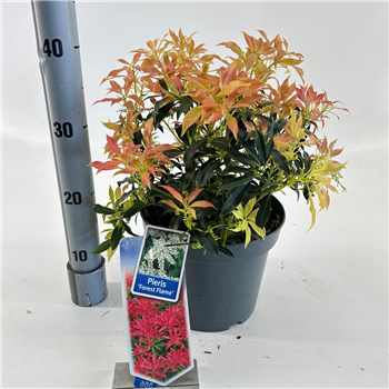 Pieris 'Forest Flame' F00010229
