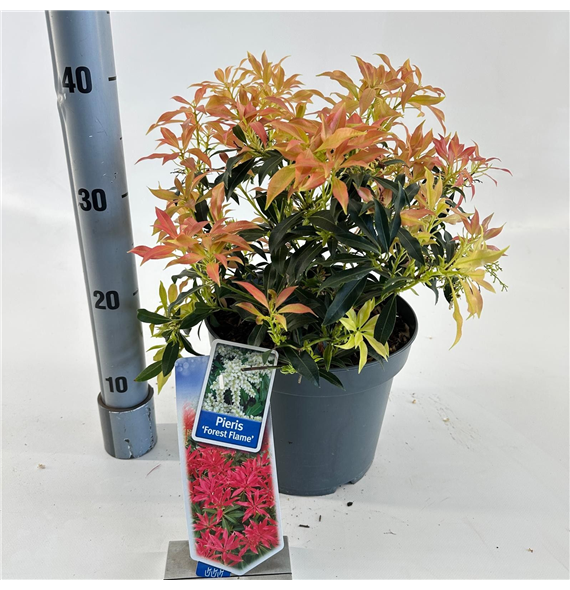 Pieris 'Forest Flame' F00010229