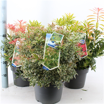 Pieris japonica F00010236