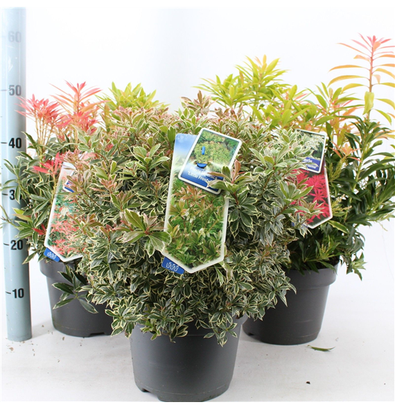 Pieris japonica F00010236